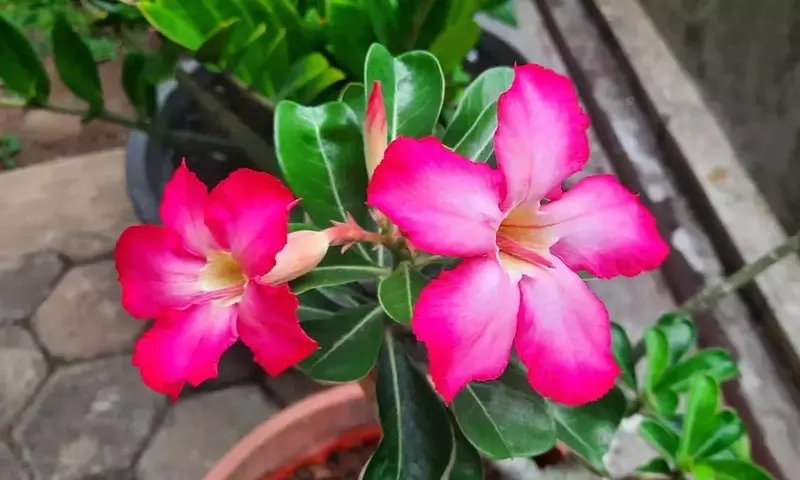 Adenium Obesum: El Esplendor de la Rosa del Desierto y sus Cuidados Esenciales