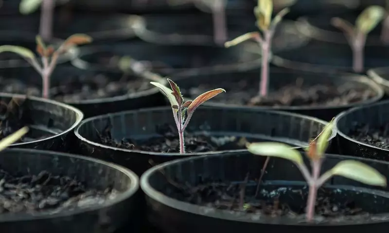 Guía Definitiva para el Cuidado y Protección de Plántulas Germinadas