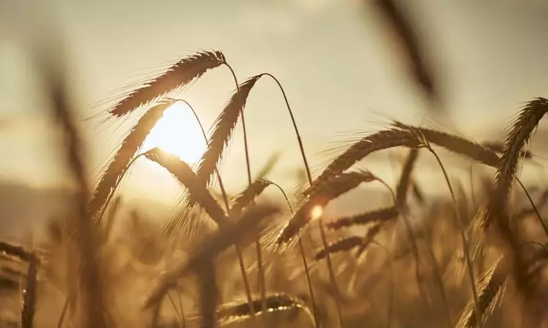 La Resistencia de las Plantas: Adaptación y Supervivencia en Entornos Adversos