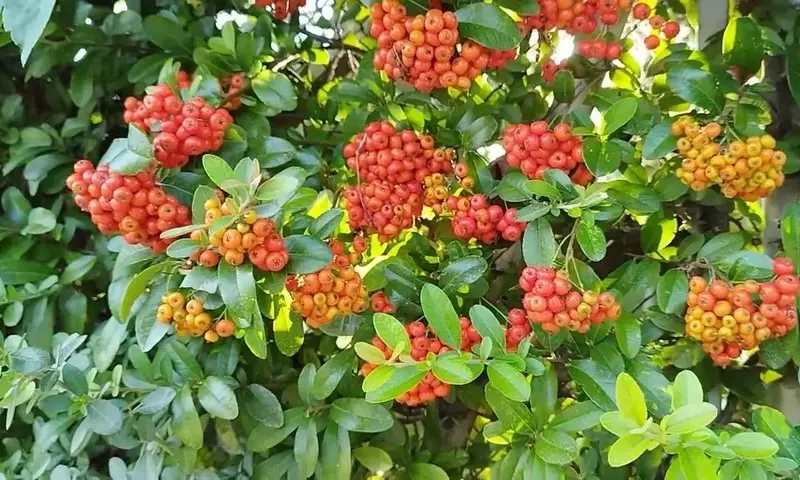 La Fascinante Pyracantha Coccinea: Una Joya Ornamental para Cualquier Jardín