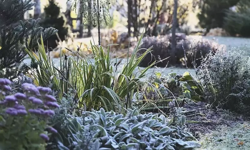 Estrategias Esenciales para Proteger sus Plantas del Frío Extremo y las Heladas