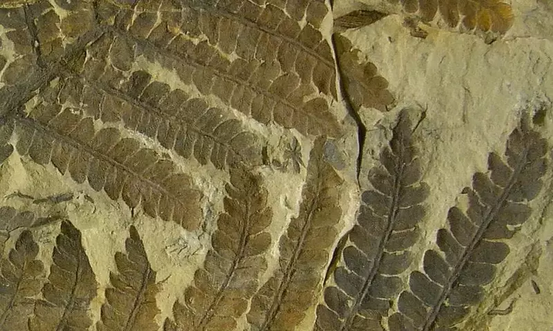 Revelando los Secretos del Pasado Vegetal: Una Mirada a la Paleobotánica