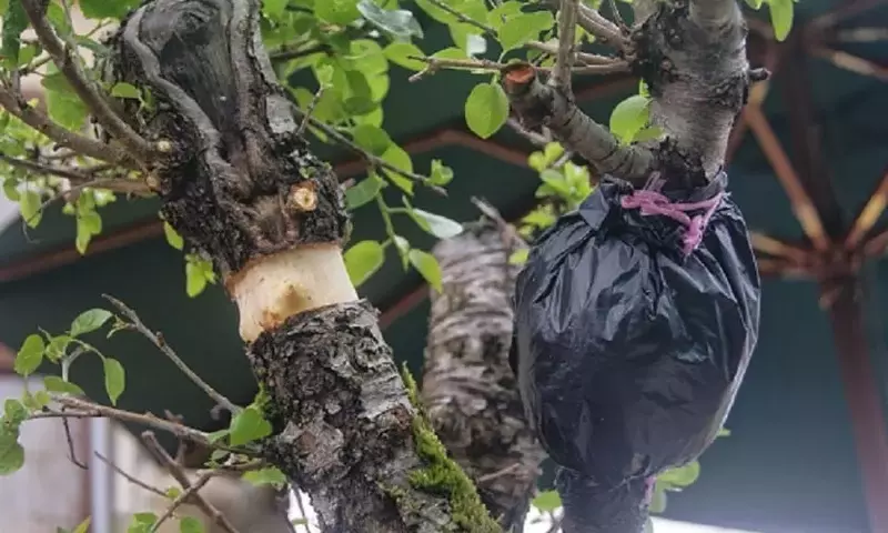 Dominando la Propagación Vegetal: Un Análisis Exhaustivo de las Técnicas de Acodo