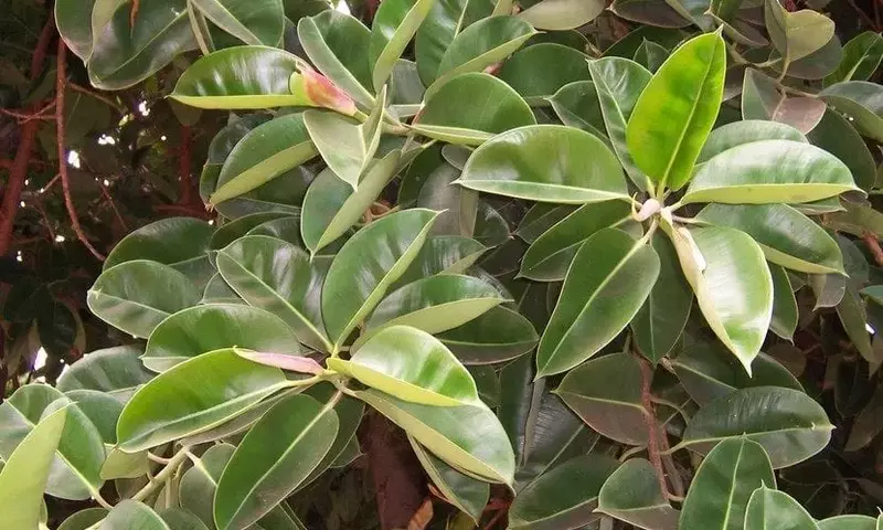 La Alelopatía Vegetal: Una Interacción Crucial en el Reino de las Plantas