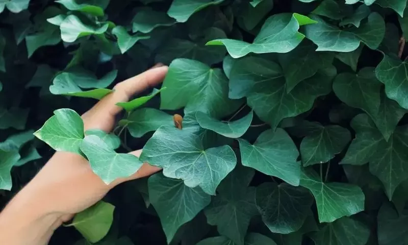 Etnobotánica: La Interconexión Esencial entre la Humanidad y el Reino Vegetal