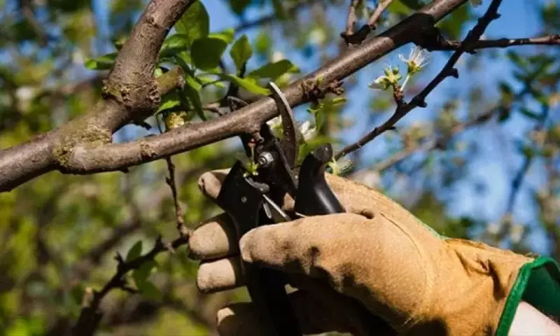 El Arte Esencial de la Poda de Mantenimiento para la Vitalidad de las Plantas