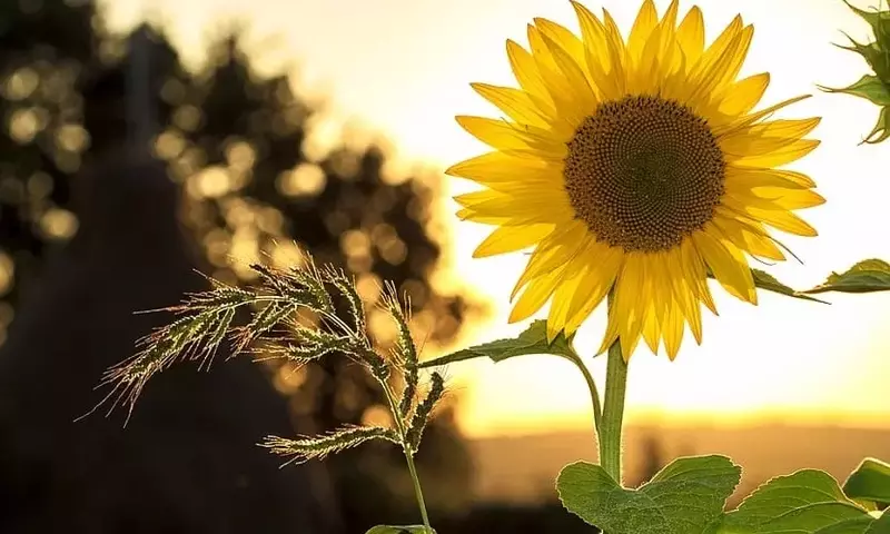 La Importancia de la Luz Solar para el Crecimiento Óptimo de las Plantas