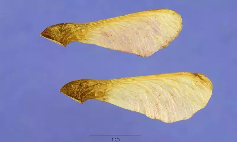 Estratificación de Semillas: Un Proceso Esencial para la Germinación Exitosa
