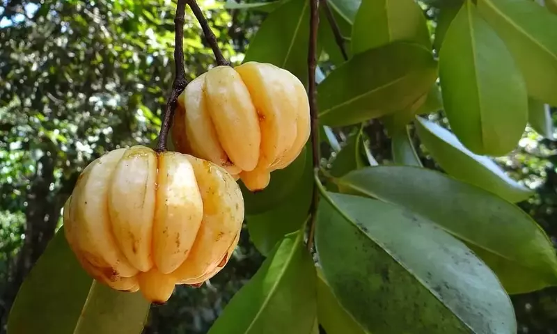 Garcinia Cambogia: El Poder Natural en la Reducción de Peso y Bienestar
