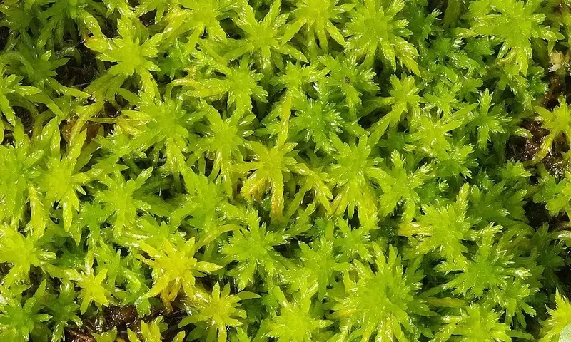 Musgo Sphagnum: El Secreto Versátil de la Jardinería y la Horticultura