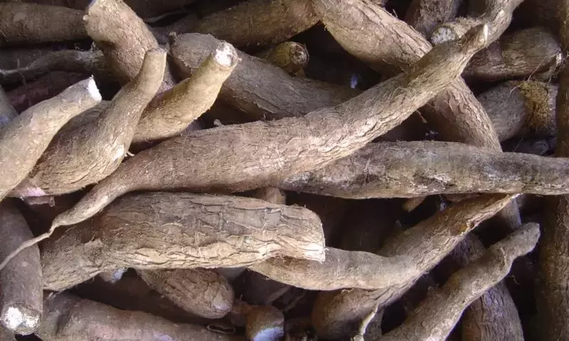 Descubriendo la Mandioca: Un Tesoro Tropical con Múltiples Usos