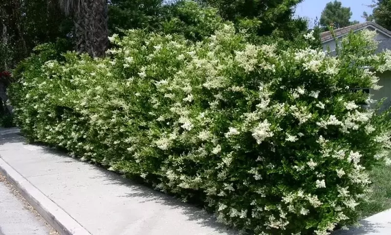 Descubre la Belleza Natural de los Setos Informales en tu Jardín