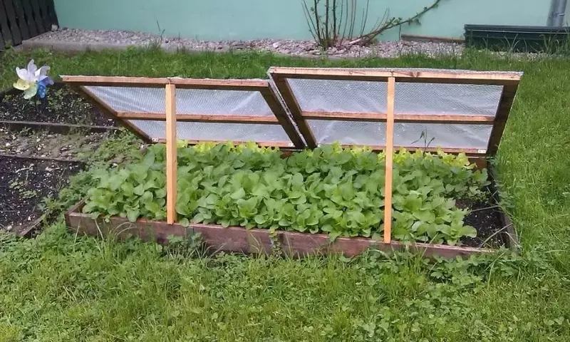 Invernaderos Caseros: Cómo Construir una Cama Fría para Proteger tus Cultivos