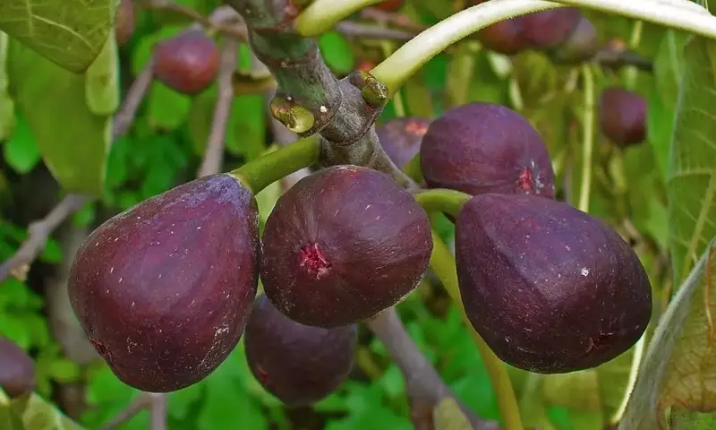 Descubriendo la Infrutescencia: Un Mundo Fascinante en el Reino Vegetal