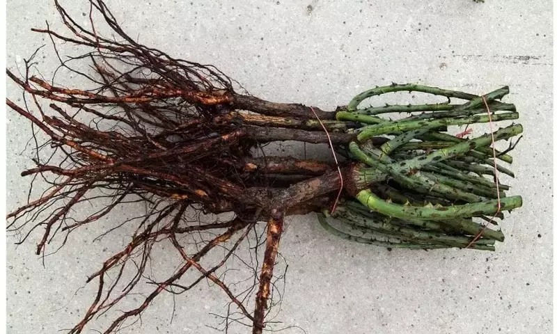Plantas de Raíz Desnuda: Una Guía Completa para el Cultivador