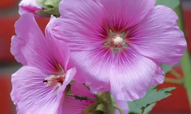 Explorando el Fascinante Ciclo de Vida de las Plantas Bianuales: Belleza y Simplicidad en el Jardín
