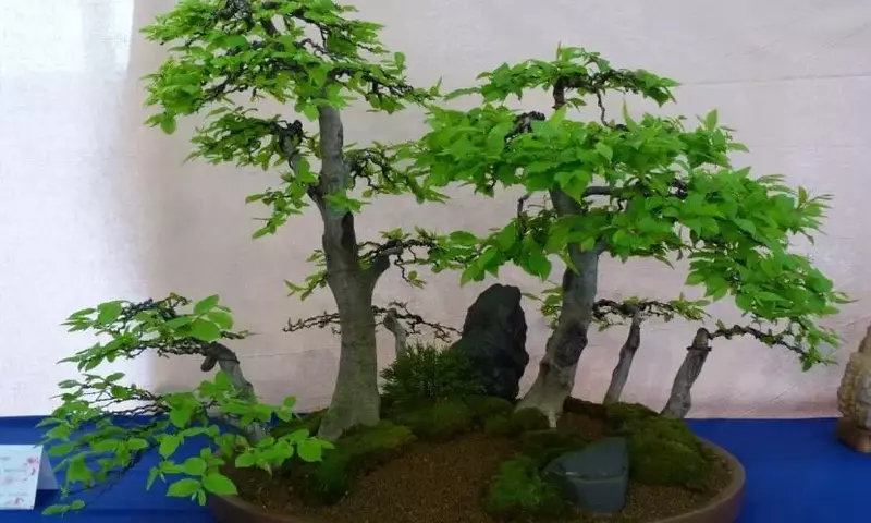 El Arte del Yamadori: Creación de Bonsáis a partir de Árboles Silvestres
