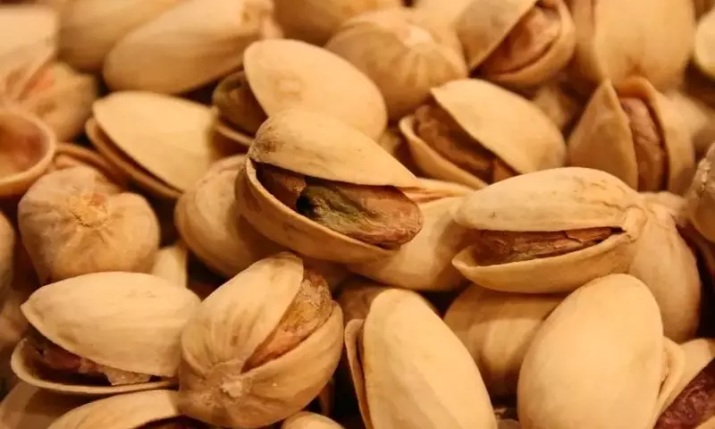 Secretos de la Germinación de Frutos Secos: Guía Completa