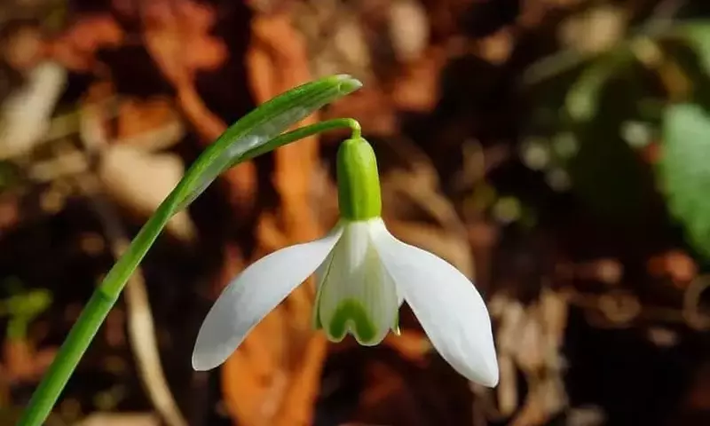 La Importancia Fundamental del Tallo en el Reino Vegetal