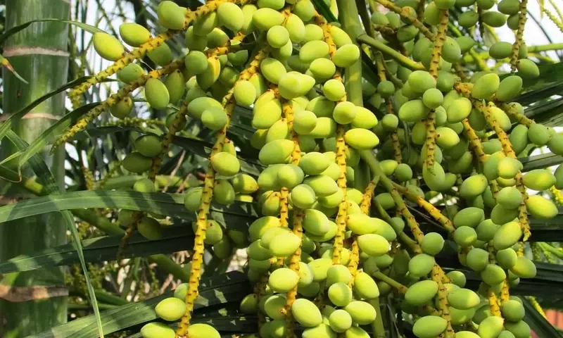 El Fenómeno de la Hibridación en Palmeras: Un Análisis Completo