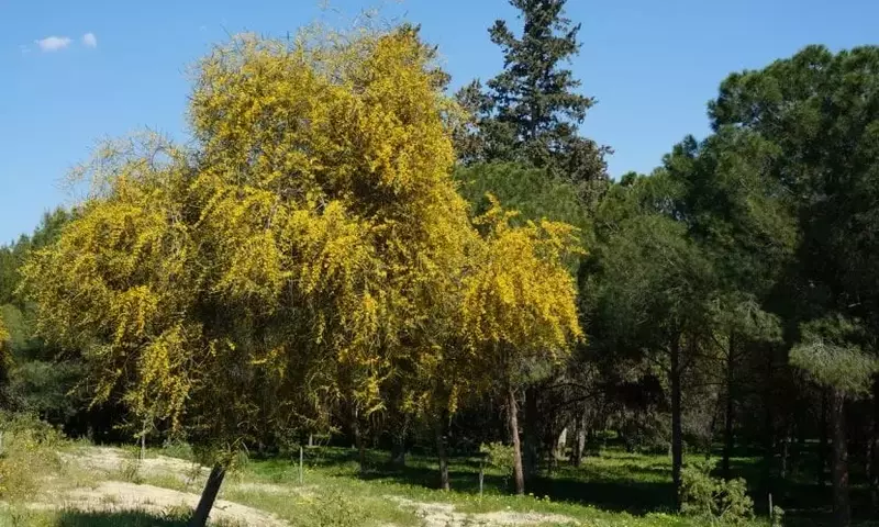 Árboles Perennes: Desvelando el Misterio de su Follaje Duradero