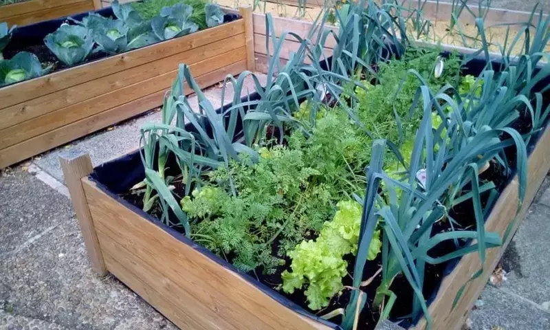 Cultivo en la Ciudad: Un Análisis Profundo de los Huertos Urbanos