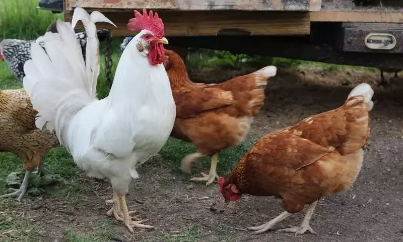 Gallinaza: El Abono Orgánico Esencial para la Agricultura Sostenible