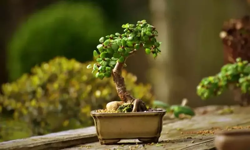 El Arte de los Mini Bonsáis: Cuidado y Cultivo del Mame