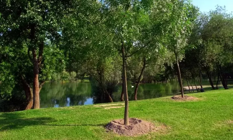 Guía Completa para el Cultivo Exitoso de Árboles Jóvenes