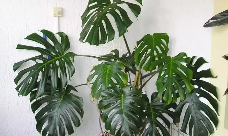 Secretos para el Cuidado y Supervivencia de tus Plantas