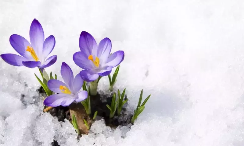 Jardinería Invernal: Flores Que Desafían el Frío y Embellecen Cualquier Espacio