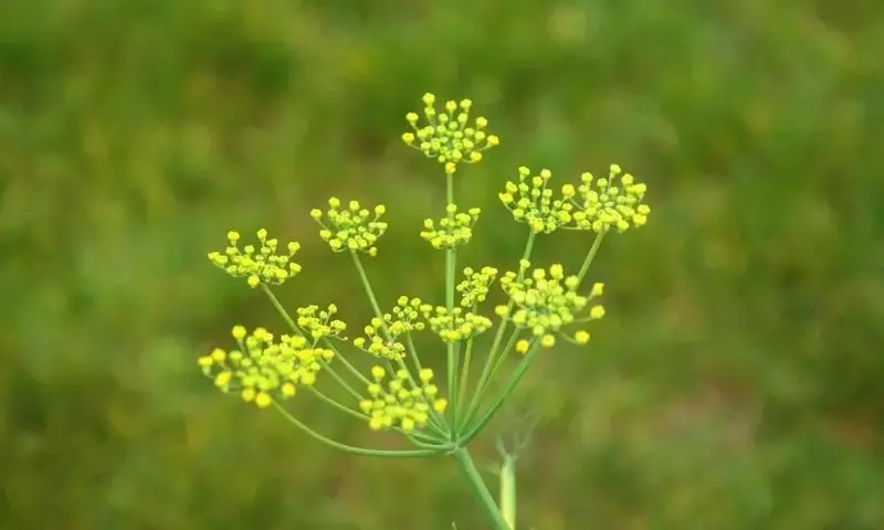 Descubriendo la Diversidad de las Inflorescencias Florales