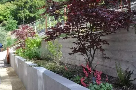 Embellezca Su Jardín: Guía de Plantas para la Sombra de Árboles