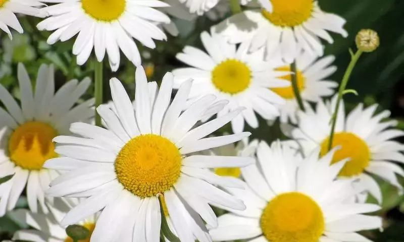 El Simbolismo Oculto de las Margaritas: Más Allá de su Belleza Ornamental