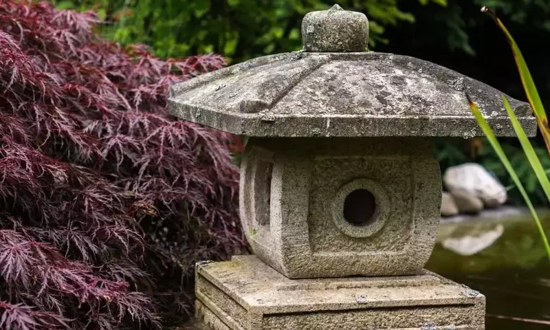 Plantas que Armonizan el Hogar: Un Enfoque Feng Shui