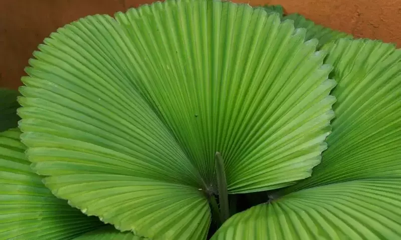 Variedades de Palmeras Ideales para Cultivo en Maceta