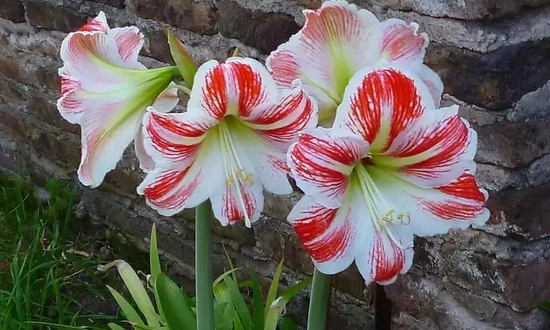 Descubriendo el Mundo Fascinante de las Plantas Bulbosas