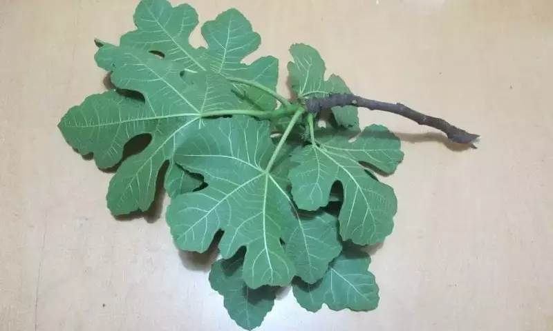 La Propagación de Plantas: Una Guía Esencial para Esquejes Leñosos