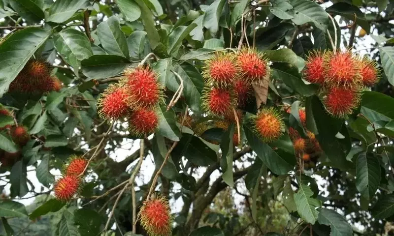 Rambut￡n: Cultivo, Cuidado y Propiedades de la "Licha Peluda"