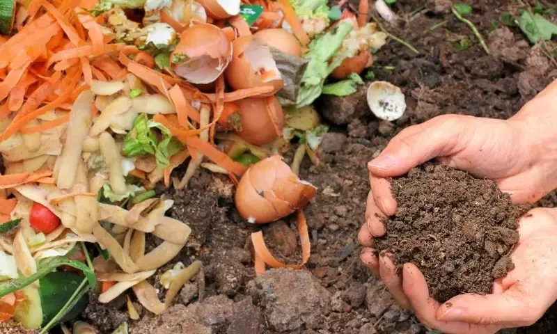 Guía Práctica para la Creación de Vermicompost Doméstico