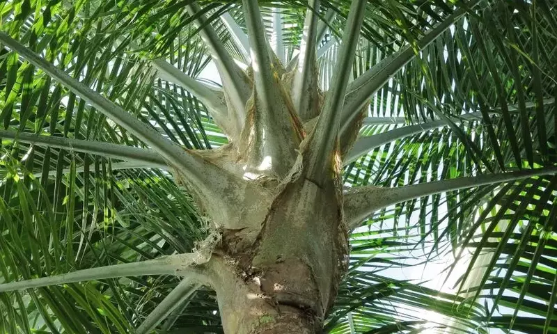 Descubriendo la Majestuosa Palmera: Ravenea Rivularis