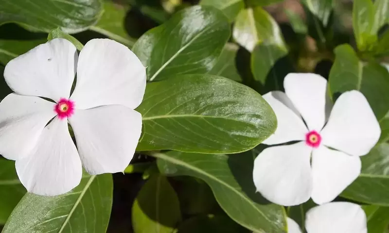 Guía Integral para la Recolección y Conservación de Semillas Florales