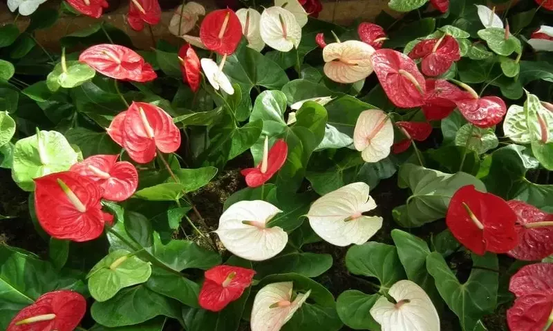 El Arte del Cuidado: Manteniendo tus Plantas Tropicales en Esplendor