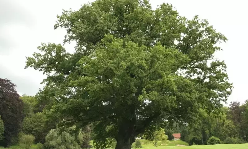 El Imponente Roble: Un Árbol Emblemático de la Península Ibérica