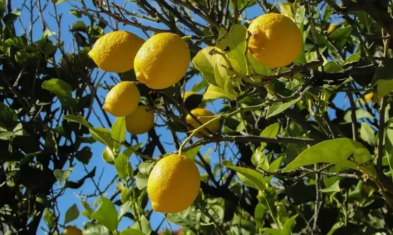 Descubriendo los Secretos de la Fructificación en Cítricos: Una Guía Completa