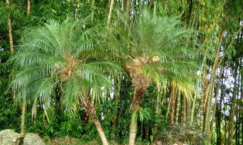 Guía Definitiva para el Abonado Óptimo de Palmeras