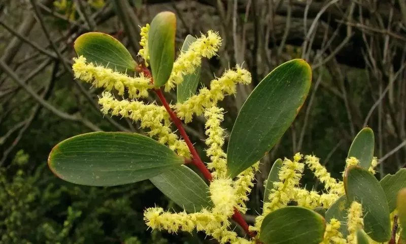 Descubriendo la Diversidad de Acacias: Belleza y Adaptabilidad en el Jardín