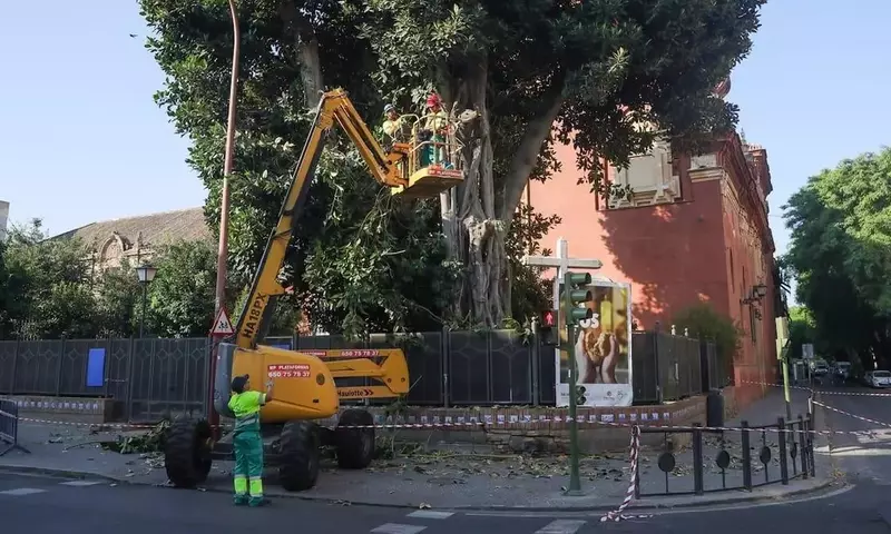 El adiós final al icónico ficus de San Jacinto en Triana