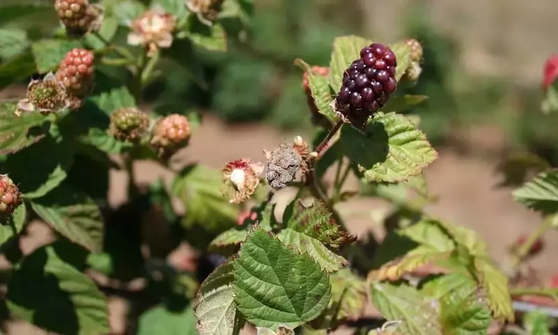 Moho en Plantas: Causas, Prevención y Soluciones Efectivas