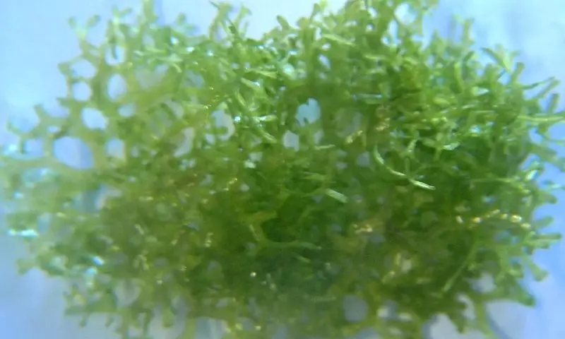 Riccia Fluitans: La Planta Acuática Versátil para Acuarios